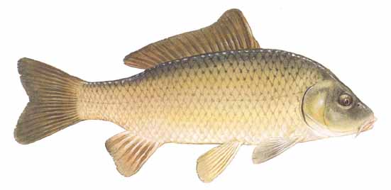 common carp. Other Names: German Carp,