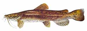 Picture of Flathead Catfish (Pylodictis olivaris)