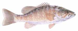 Drawing of Smallmouth Bass (Micropterus dolomeiu)
