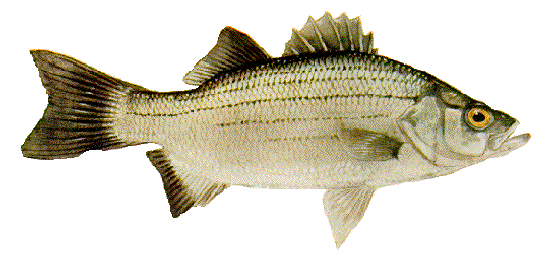 White Bass, Illustration TPWD