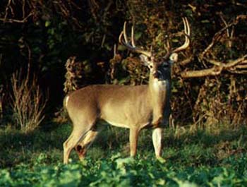 Deer Pics on Tpwd  The Rut In White Tailed Deer