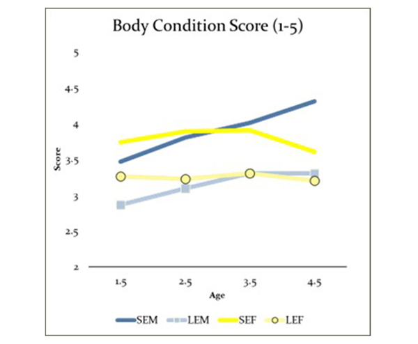 White-tailed deer body condition Score 1 to 5 chart.