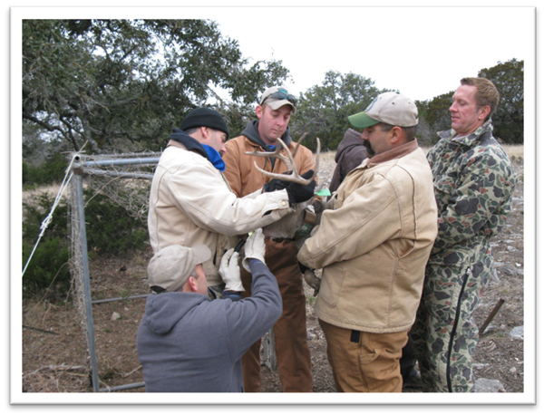 Staff fitting a mature deer with a GPS collar