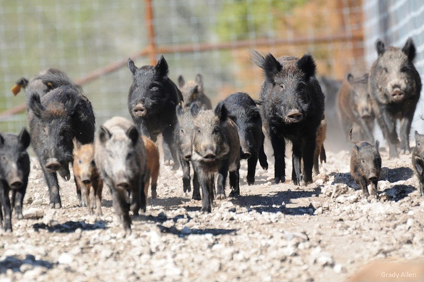 Invasive feral pigs running