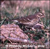 Photo of American Pipit, Copyright Michael L. Gray
