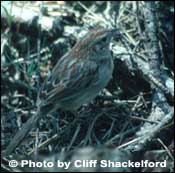 Photo of Bachman's Sparrow, Photo Courtesy Cliff Chackelford