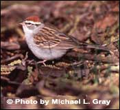 Photo Chipping Sparrow Copyright Michael L. Gray