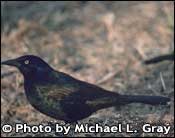 Photo of Common grackle, Copyright Michael L. Gray
