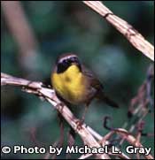Photo of Common Yellowthroat, Copyright Michael L. Gray