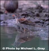 Photo of Field Sparrow, Copyright Michael L. Gray