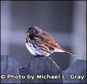 Photo of Fox sparrow, Copyright Michael L. Gray