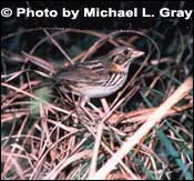 Photo Henslow's Sparrow Copyright by Michael L. Gray