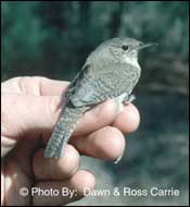 Photo of House Wren, Photo Courtesy Dawn & Ross Carrie