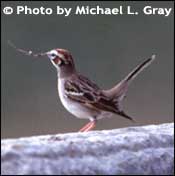 Photo of Lark sparrow, Copyright Michael L. Gray