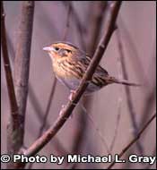 Photo of Le Conte's Sparrow, Copyright Michael L. Gray