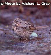 Photo of Lincoln's Sparrow, Copyright Michael L. Gray