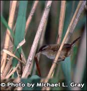Photo of Marsh Wren, Copyright Michael L. Gray