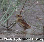 Photo of Nelson's Sharp-tailed Sparrow, Copyright Michael L. Gray