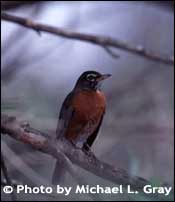 Photo of American robin, Copyright Michael L. Gray