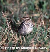 Photo of Savannah Sparrow, Copyright Michael L. Gray