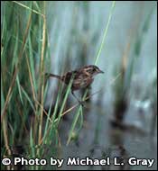 Photo of Seaside Sparrow, Copyright Michael L. Gray