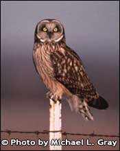 Photo of Short-eared owl, Copyright Michael L. Gray