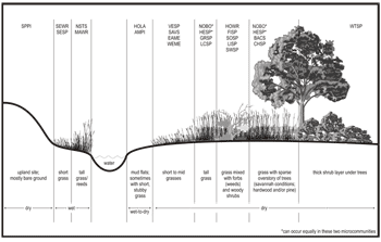 Diagram of grassland vegetation types links to larger image.