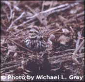 Photo of Song Sparrow, Copyright Michael L. Gray