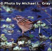 Photo of Swamp Sparrow, Copyright Michael L. Gray