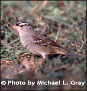 Photo of White-crowned sparrow, Copyright Michael L. Gray