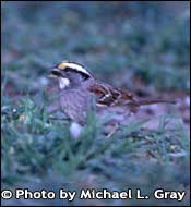 Photo of White-throated Sparrow, Copyright Michael L. Gray