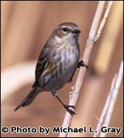 Photo of Yellow-rumped warbler, Copyright Michael L. Gray