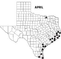 Map of Texas showing Swallow-tailed Kite sightings for April 1998-data follows.