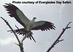 Swallow-tailed Kite landing on tree -- photo courtesy of Everglades Day Safari.