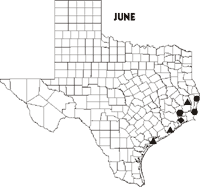 Map of Texas showing Swallow-tailed Kite sightings for June 1998-data follows.