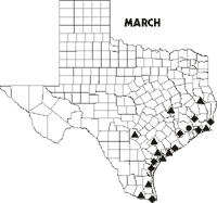 Map of Texas showing Swallow-tailed Kite sightings for March 1998-data follows.