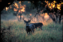 Texas Deer Breeder Program Parks And Wildlife