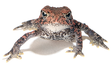 Photograph - profile of Houston Toad (Bufo houstonensis)