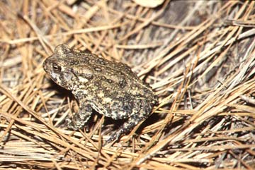 Houston Toad Tadpoles, Image by Earl Nottingham, © Texas Parks and Wildlife Department