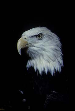 Photograph of the Bald Eagle