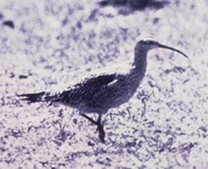 Photograph of the Eskimo Curlew