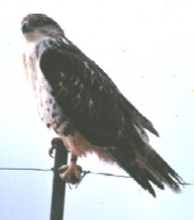 Photograph of the Ferruginous Hawk