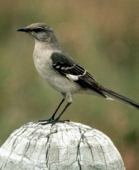 Photograph of the Northern Mockingbird