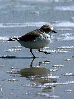 Photograph of the Piling Plover