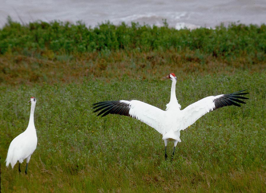Pictures Of Whooping Crane - Free Whooping Crane pictures 
