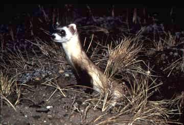 Photograph of the Black-footed Ferret