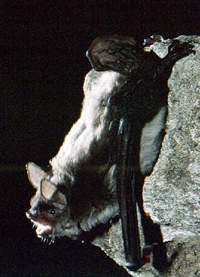Photograph of the Cave Myotis