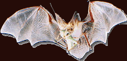 Photograph of the Pallid Bat