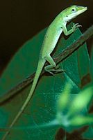 Picture of Green Anole (Anoles carolinensis)