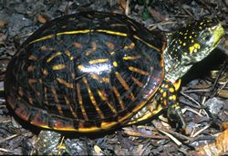 Photograph - Ornate Box Turtle (Terrapene ornata)